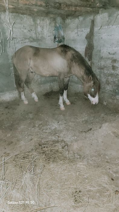 Айғыр сатылады үйір ұстайтын