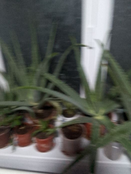 Aloe vera sotiladi