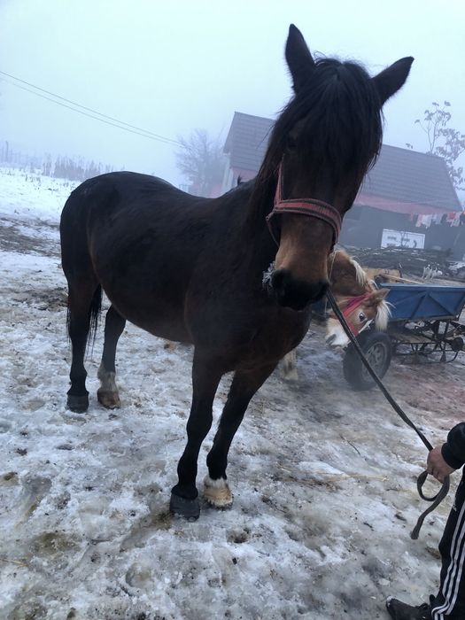 De vanzare iapa de 7 ani