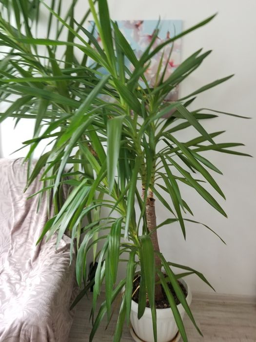 Палма Юка голяма