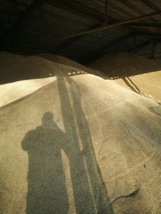 Продавам ОВЕС, просо