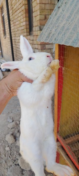 2ta quyon sotiladi