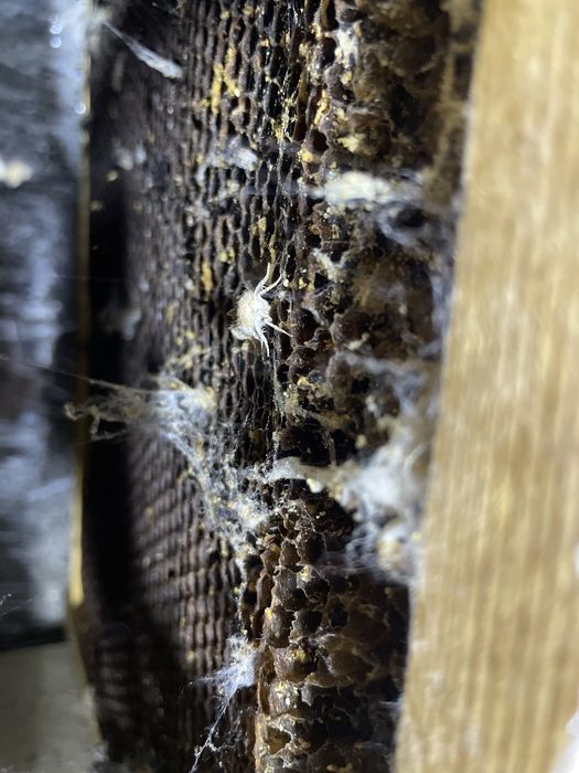 Настойка восковой моли (огневка) 250 мл