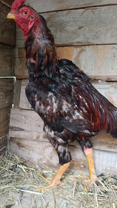 Продам дакана,,,