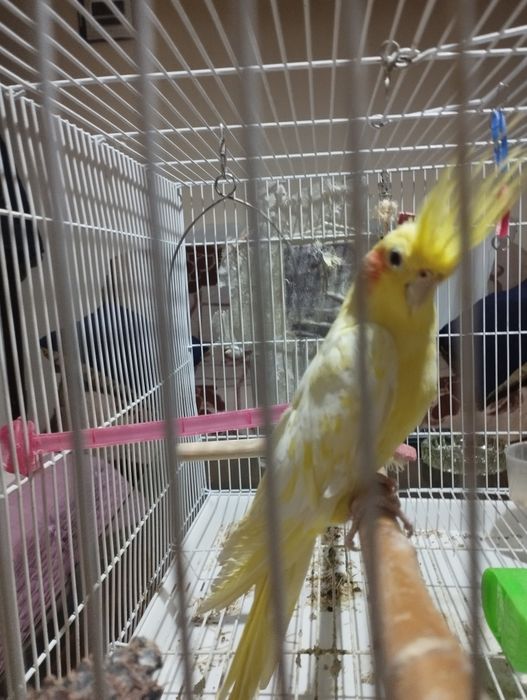 Продаю попугая Капелла Золотистый с клеткой