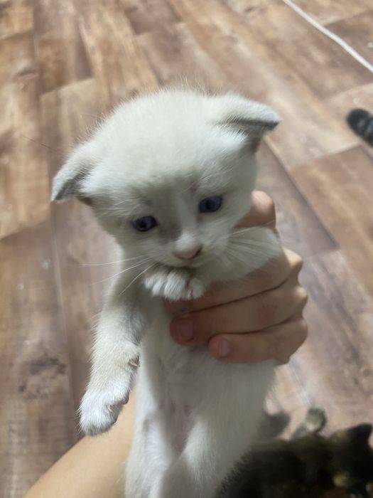Котята веслоухие