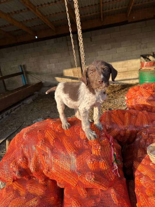 Продаётся щенок дратхара