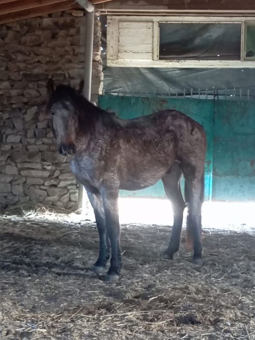 Тайлар, жабағылар