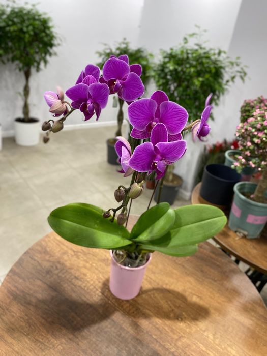 Орхидея, есть 4 вида