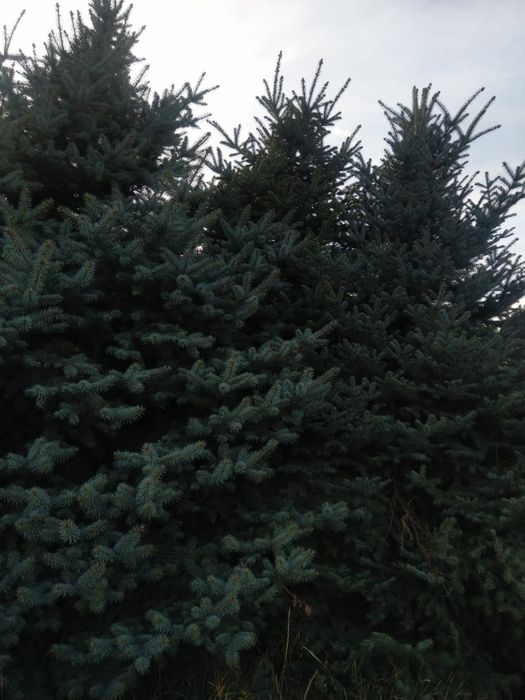 Продам ели,ёлки, сосна, туя.