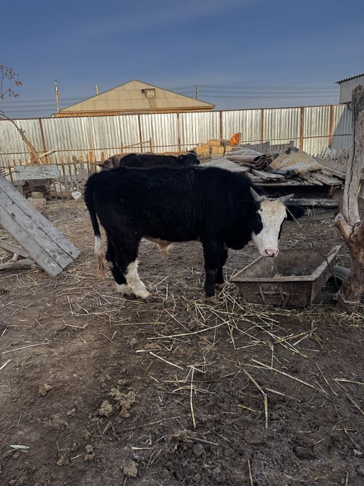 Баспақ  сатылады