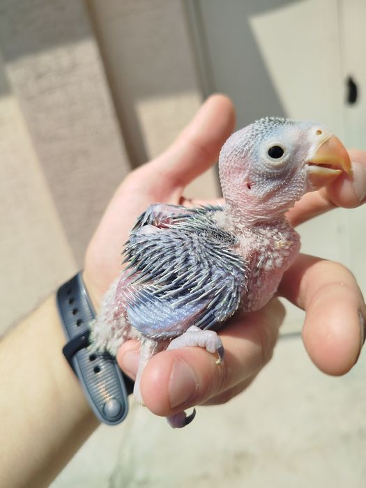 Ручные ожереловые попугаи