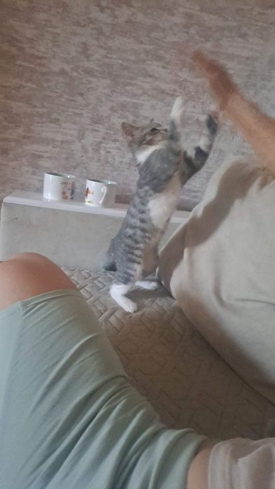 Пропал котенок-девочка