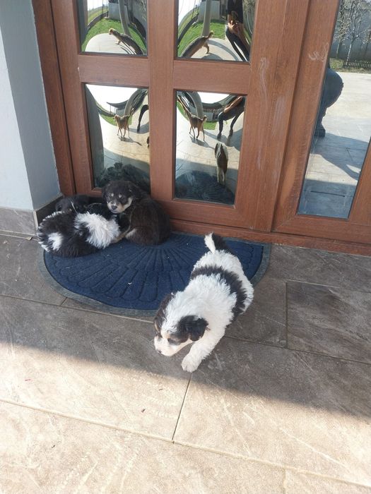 Donez cățeluși de 6 saptamani