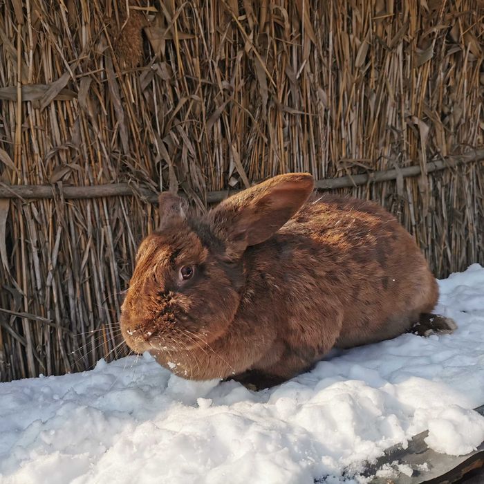 Iepuri Berbec German