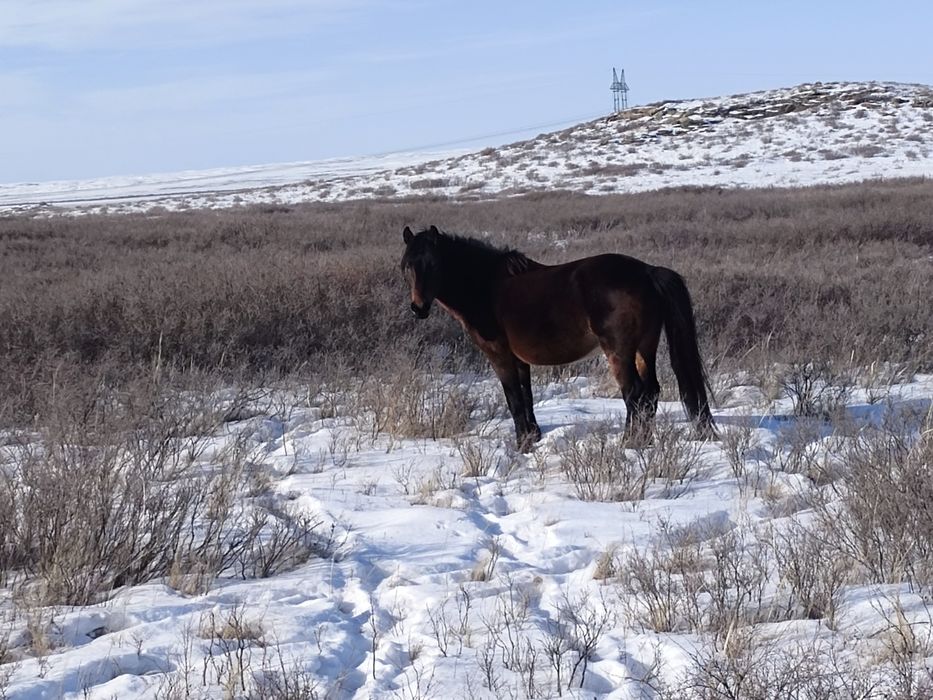 Айгыр мугалжар  жассы 4-5