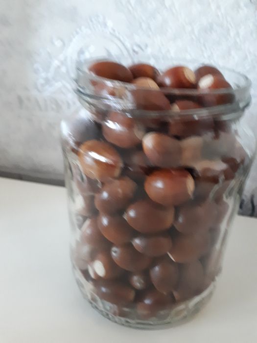 Желуди  2025года