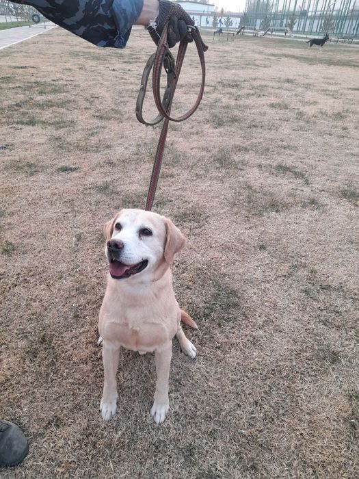 Лабрадор кличка Шерри