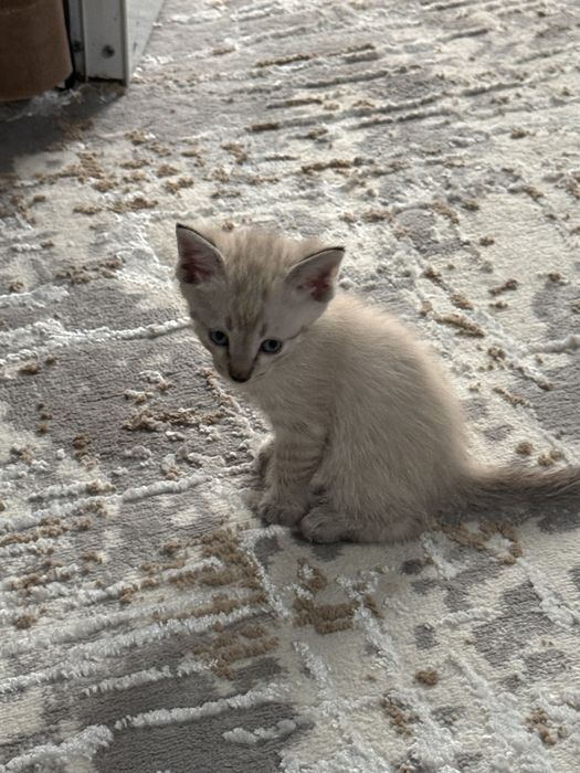 Ищем хозяина для котят