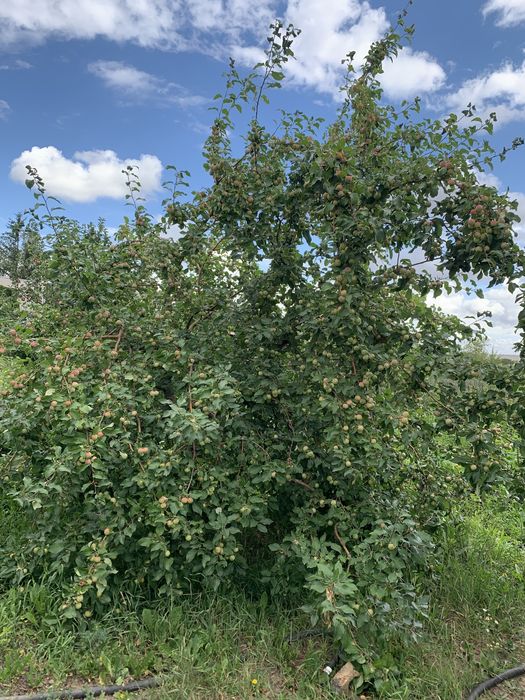 Дача СПП металлург