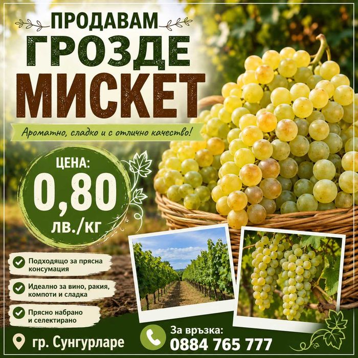 Продавам грозде Червен Мискет