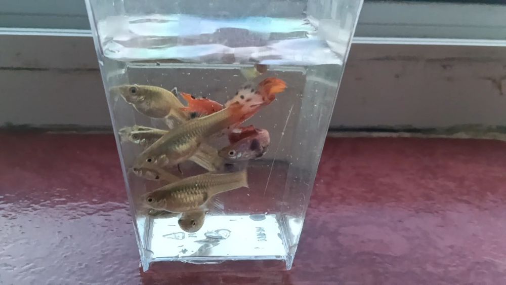 Pești Guppy Endler