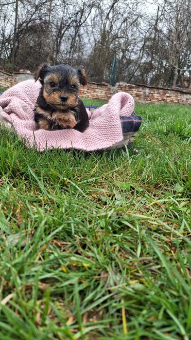 Йоркшийски териер