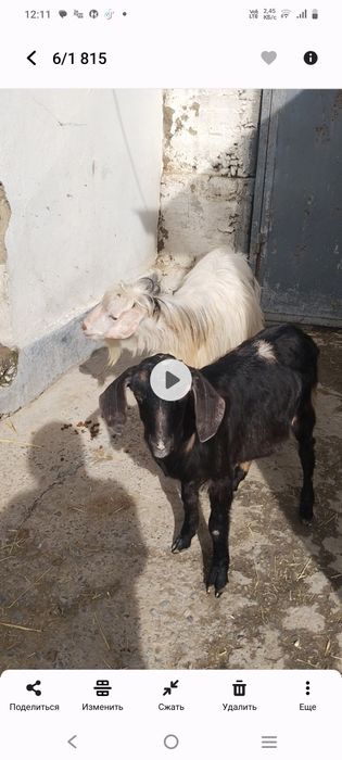 Срочно продается молодые козлы