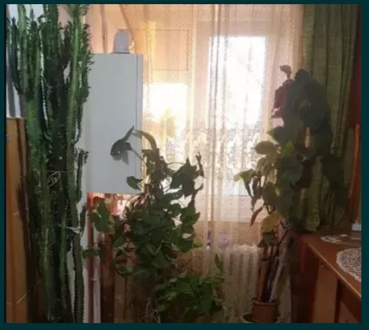 Floare decor spatii apartament, case, birouri