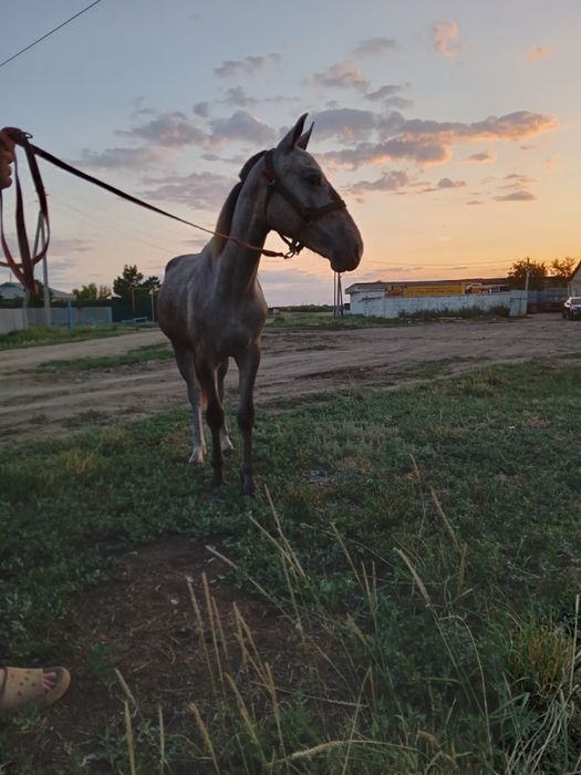 Продам жеребца или обмен
