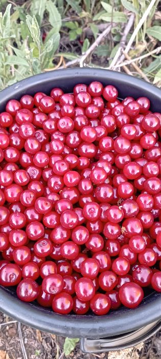 Спелая вишня с доставкой