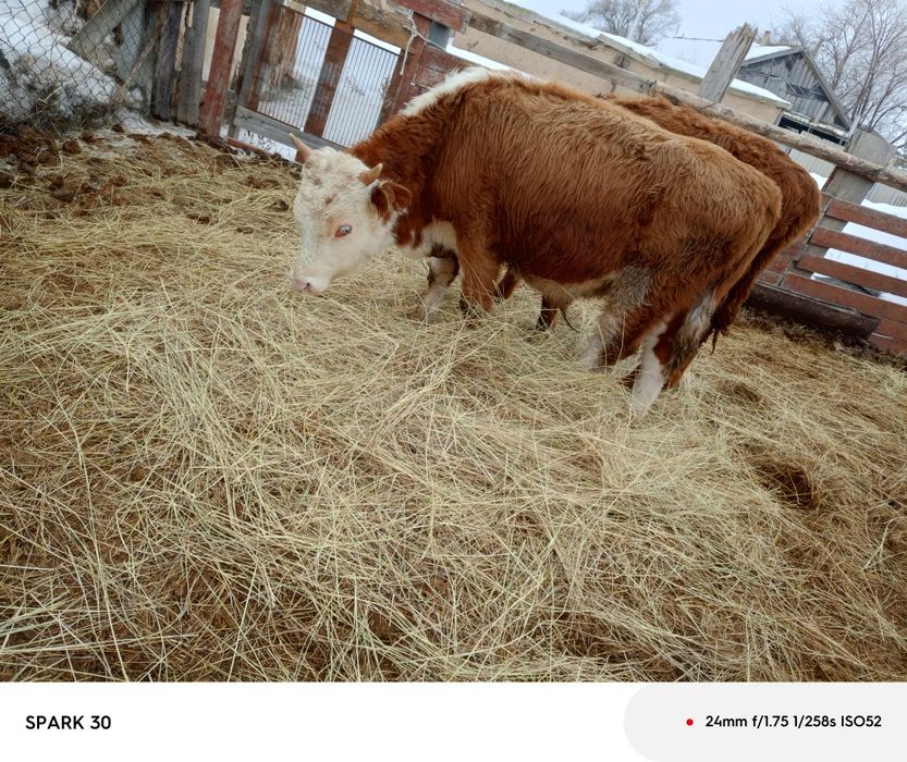 13 баспақ бұқа сатам