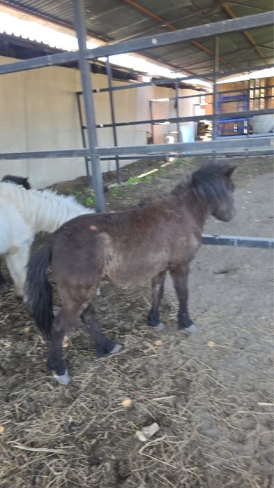 Продам годовалых пони