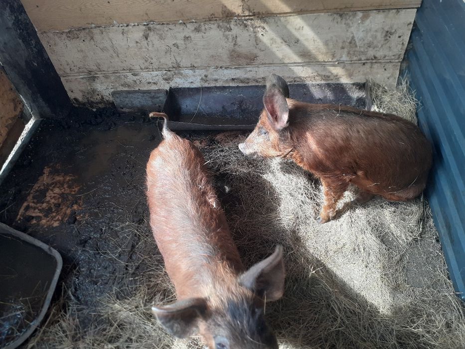 Продам свинки Дюрок.