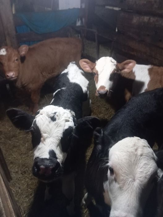 Продам телят нынешних