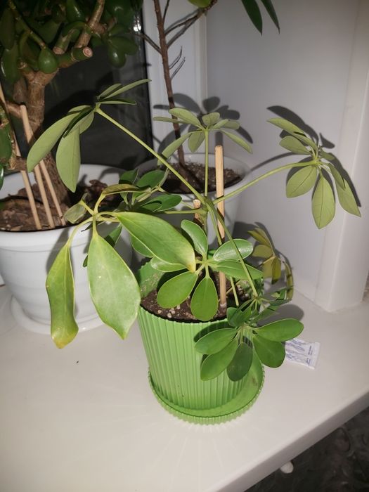 Комнатные растения