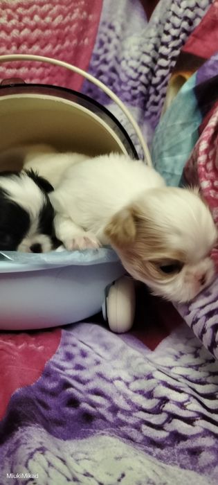 Мальчики японского хина.