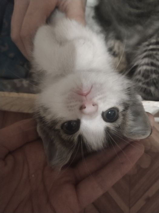 отдам бесплатно кошек