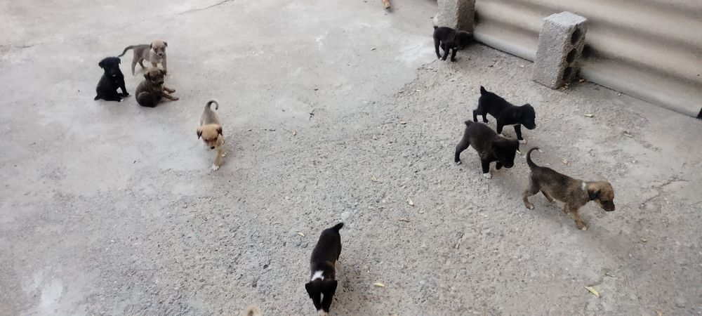 Отдам бесплатно в добрые руки