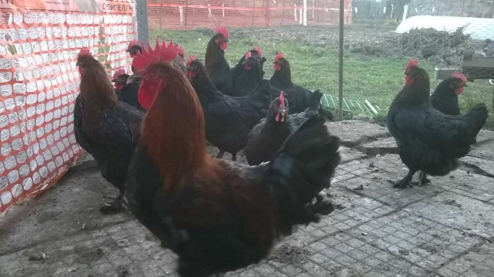 яйца за люпене черния мед маран