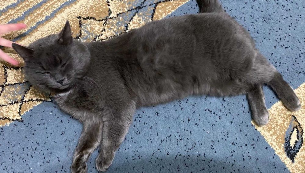 отдам в добрые руки кота