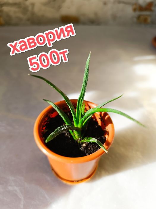 Продам комнатные цветы