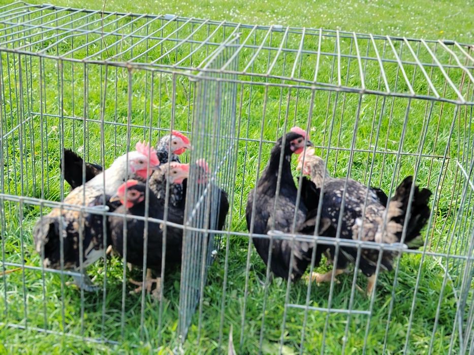 Vând cocoși diverse culori sau rase tineri mici (chaboo sau pitic) sau  mari(  apr. 2 kg )crescuți în sistem gospodăresc