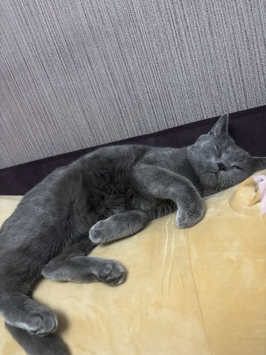 Отдам кота британец 1,6 года