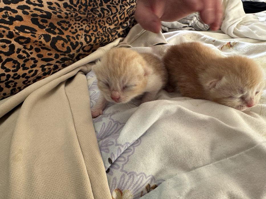 Котята продаем за 15 тысяч)