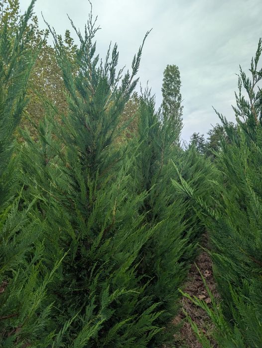 Leylandii gard viu sănătos creștere rapida