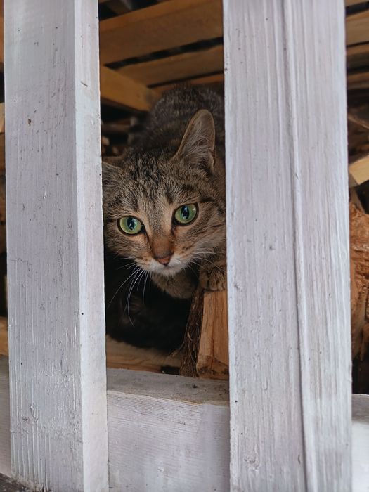 Котята  ищут  дом