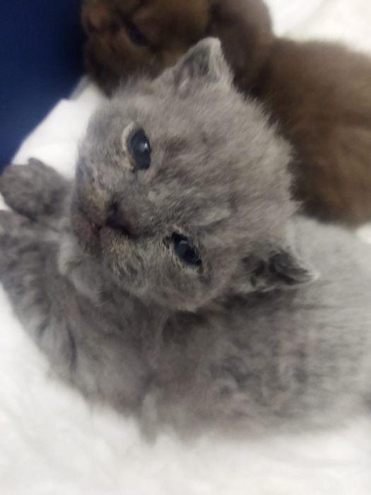 Котята Селкирк Рекс