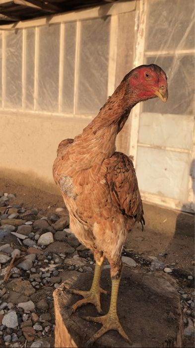 Бедана пар япон мокионлар сотилади