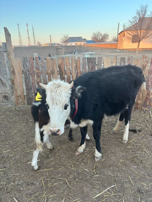 Бұзаулы Сиыр 1 ші тума